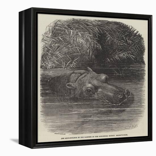 The Hippopotamus in the Gardens of the Zoological Society, Regent'S-Park-Joseph Wolf-Framed Premier Image Canvas