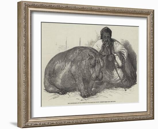 The Hippopotamus, in the Gardens of the Zoological Society, Regent'S-Park-Harrison William Weir-Framed Giclee Print