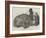 The Hippopotamus, in the Gardens of the Zoological Society, Regent'S-Park-Harrison William Weir-Framed Giclee Print