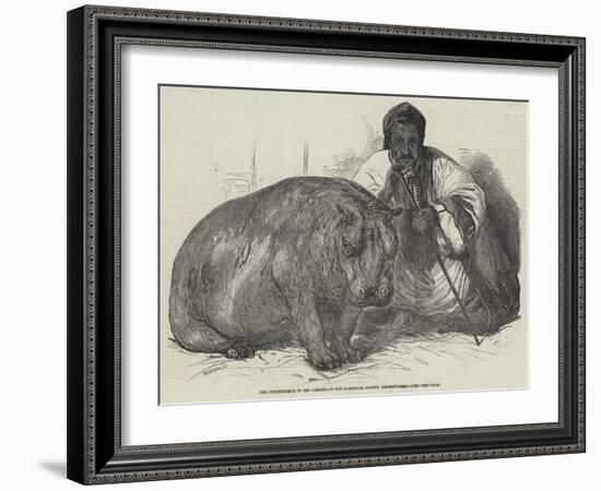 The Hippopotamus, in the Gardens of the Zoological Society, Regent'S-Park-Harrison William Weir-Framed Giclee Print