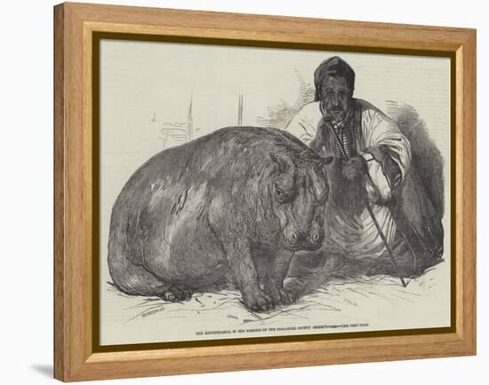 The Hippopotamus, in the Gardens of the Zoological Society, Regent'S-Park-Harrison William Weir-Framed Premier Image Canvas