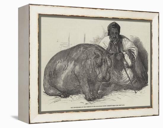 The Hippopotamus, in the Gardens of the Zoological Society, Regent'S-Park-Harrison William Weir-Framed Premier Image Canvas