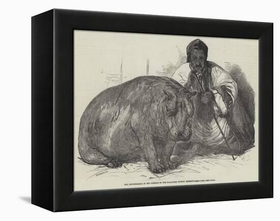 The Hippopotamus, in the Gardens of the Zoological Society, Regent'S-Park-Harrison William Weir-Framed Premier Image Canvas