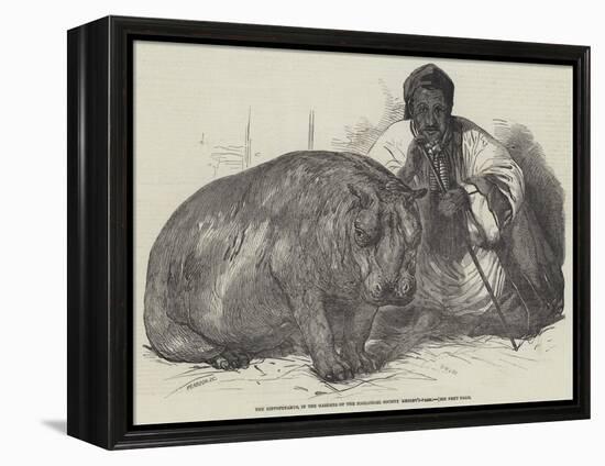 The Hippopotamus, in the Gardens of the Zoological Society, Regent'S-Park-Harrison William Weir-Framed Premier Image Canvas