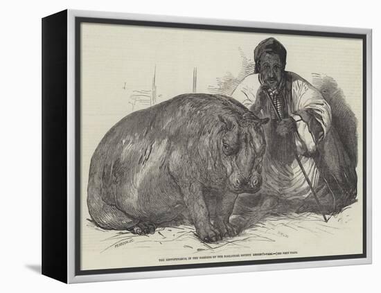 The Hippopotamus, in the Gardens of the Zoological Society, Regent'S-Park-Harrison William Weir-Framed Premier Image Canvas