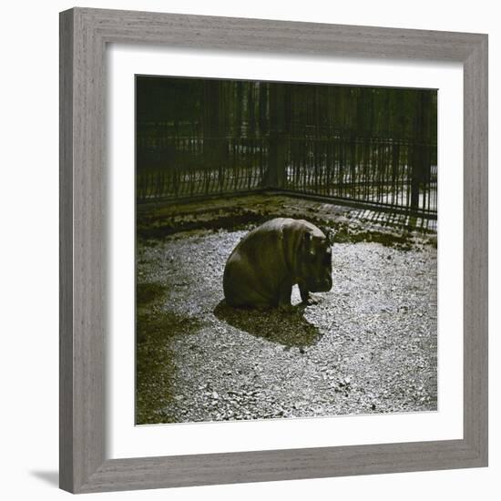 The Hippopotamus in the Jardin Des Plantes, Paris, Circa 1895-1900-Leon, Levy et Fils-Framed Photographic Print