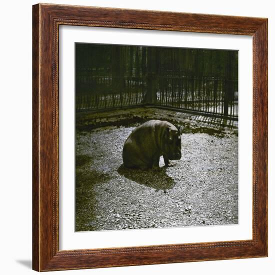 The Hippopotamus in the Jardin Des Plantes, Paris, Circa 1895-1900-Leon, Levy et Fils-Framed Photographic Print