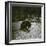 The Hippopotamus in the Jardin Des Plantes, Paris, Circa 1895-1900-Leon, Levy et Fils-Framed Photographic Print