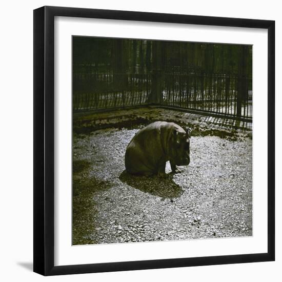 The Hippopotamus in the Jardin Des Plantes, Paris, Circa 1895-1900-Leon, Levy et Fils-Framed Photographic Print