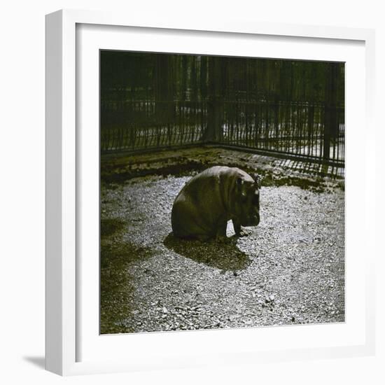 The Hippopotamus in the Jardin Des Plantes, Paris, Circa 1895-1900-Leon, Levy et Fils-Framed Photographic Print