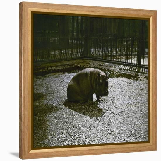 The Hippopotamus in the Jardin Des Plantes, Paris, Circa 1895-1900-Leon, Levy et Fils-Framed Premier Image Canvas