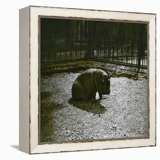 The Hippopotamus in the Jardin Des Plantes, Paris, Circa 1895-1900-Leon, Levy et Fils-Framed Premier Image Canvas