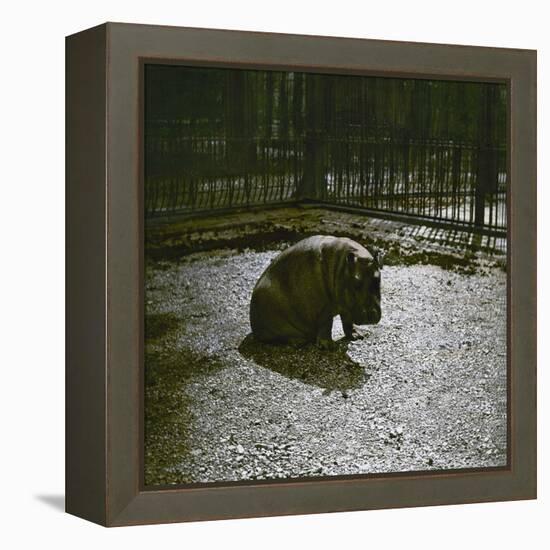 The Hippopotamus in the Jardin Des Plantes, Paris, Circa 1895-1900-Leon, Levy et Fils-Framed Premier Image Canvas