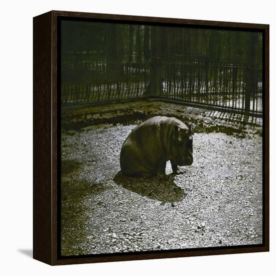 The Hippopotamus in the Jardin Des Plantes, Paris, Circa 1895-1900-Leon, Levy et Fils-Framed Premier Image Canvas