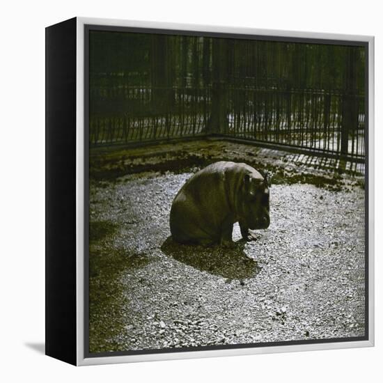 The Hippopotamus in the Jardin Des Plantes, Paris, Circa 1895-1900-Leon, Levy et Fils-Framed Premier Image Canvas