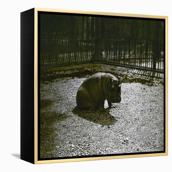 The Hippopotamus in the Jardin Des Plantes, Paris, Circa 1895-1900-Leon, Levy et Fils-Framed Premier Image Canvas