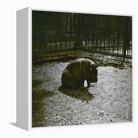 The Hippopotamus in the Jardin Des Plantes, Paris, Circa 1895-1900-Leon, Levy et Fils-Framed Premier Image Canvas