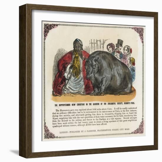 The Hippopotamus Now Exhibiting in the Gardens of the Zoological Society Print-null-Framed Giclee Print