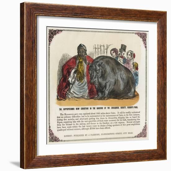 The Hippopotamus Now Exhibiting in the Gardens of the Zoological Society Print-null-Framed Giclee Print