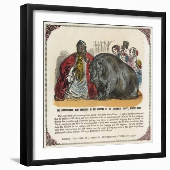 The Hippopotamus Now Exhibiting in the Gardens of the Zoological Society Print-null-Framed Giclee Print
