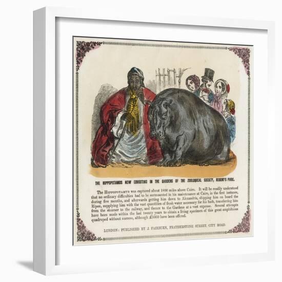 The Hippopotamus Now Exhibiting in the Gardens of the Zoological Society Print-null-Framed Giclee Print