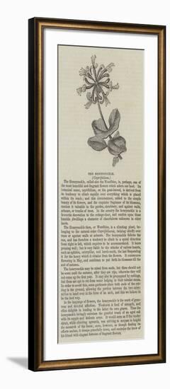 The Honeysuckle, Caprifolium-null-Framed Giclee Print