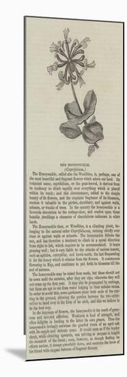 The Honeysuckle, Caprifolium-null-Mounted Giclee Print