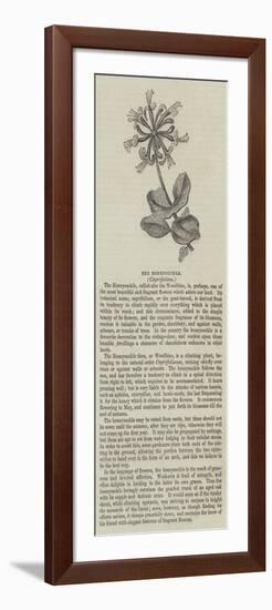 The Honeysuckle, Caprifolium-null-Framed Giclee Print