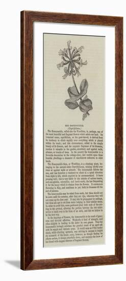 The Honeysuckle, Caprifolium-null-Framed Giclee Print