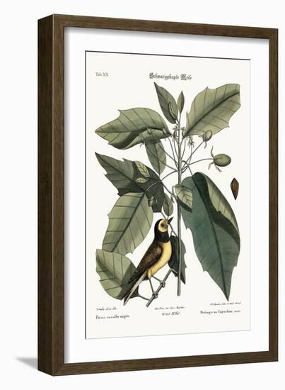 The Hooded Titmouse, 1749-73-Mark Catesby-Framed Giclee Print