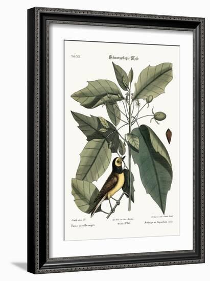 The Hooded Titmouse, 1749-73-Mark Catesby-Framed Giclee Print