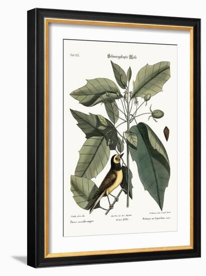 The Hooded Titmouse, 1749-73-Mark Catesby-Framed Giclee Print