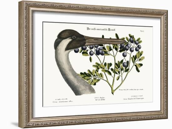 The Hooping Crane, 1749-73-Mark Catesby-Framed Giclee Print