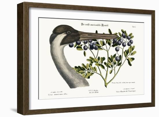 The Hooping Crane, 1749-73-Mark Catesby-Framed Giclee Print