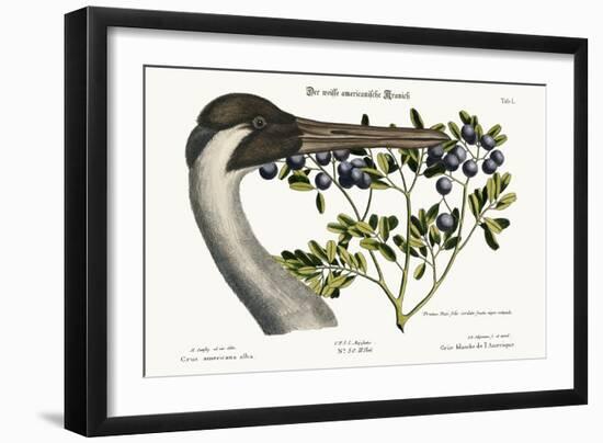 The Hooping Crane, 1749-73-Mark Catesby-Framed Giclee Print