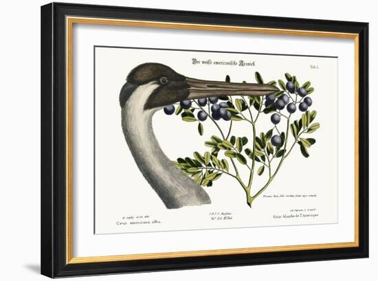 The Hooping Crane, 1749-73-Mark Catesby-Framed Giclee Print