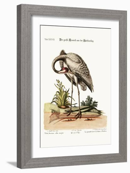 The Hooping-Crane from Hudson's Bay, 1749-73-George Edwards-Framed Giclee Print