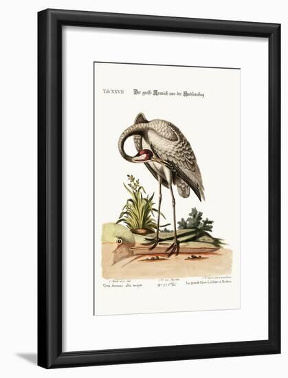 The Hooping-Crane from Hudson's Bay, 1749-73-George Edwards-Framed Giclee Print