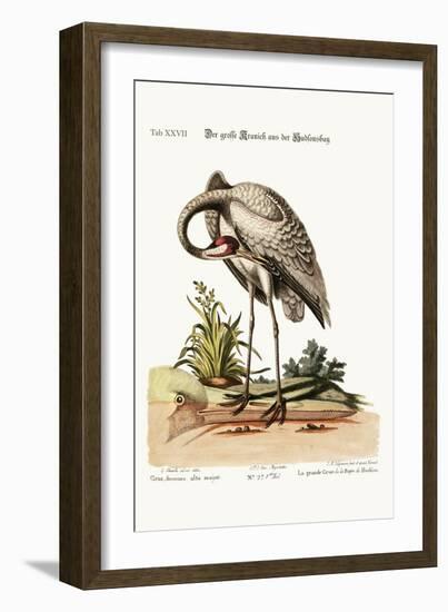 The Hooping-Crane from Hudson's Bay, 1749-73-George Edwards-Framed Giclee Print