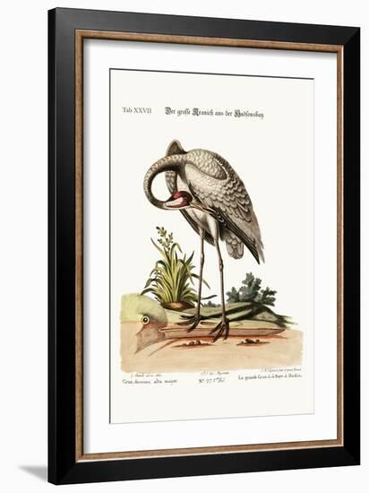 The Hooping-Crane from Hudson's Bay, 1749-73-George Edwards-Framed Giclee Print
