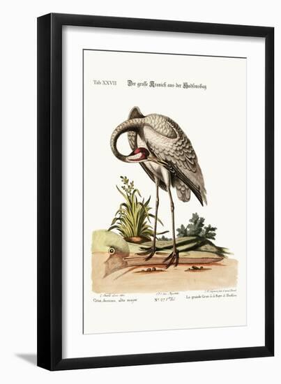 The Hooping-Crane from Hudson's Bay, 1749-73-George Edwards-Framed Giclee Print