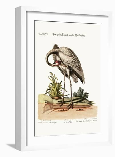 The Hooping-Crane from Hudson's Bay, 1749-73-George Edwards-Framed Giclee Print