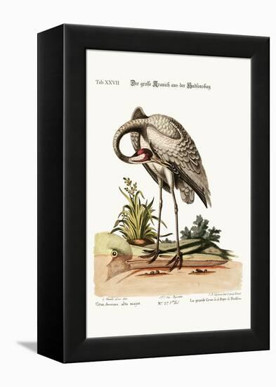 The Hooping-Crane from Hudson's Bay, 1749-73-George Edwards-Framed Premier Image Canvas