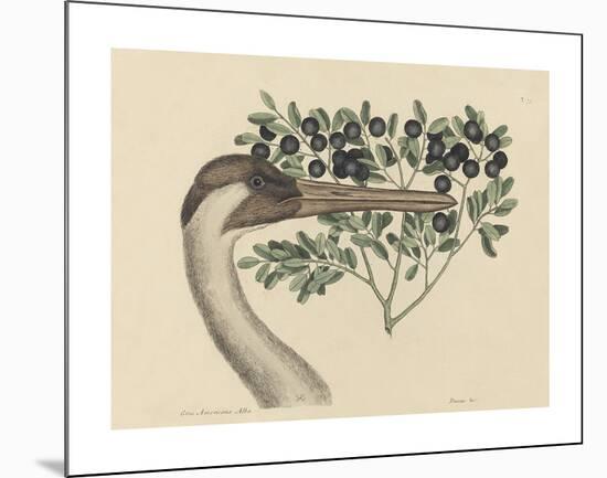 The Hooping Crane-Mark Catesby-Mounted Premium Giclee Print