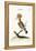 The Hoopoe, 1749-73-George Edwards-Framed Premier Image Canvas