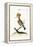 The Hoopoe, 1749-73-George Edwards-Framed Premier Image Canvas