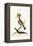 The Hoopoe, 1749-73-George Edwards-Framed Premier Image Canvas