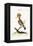 The Hoopoe, 1749-73-George Edwards-Framed Premier Image Canvas