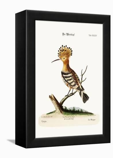 The Hoopoe, 1749-73-George Edwards-Framed Premier Image Canvas