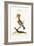 The Hoopoe, 1749-73-George Edwards-Framed Giclee Print